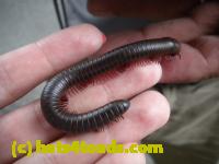/home//u458753944/public_html/sourcegallery//////////////////Insects and small critters/millipedes and centipedes/DSCN1189.JPG